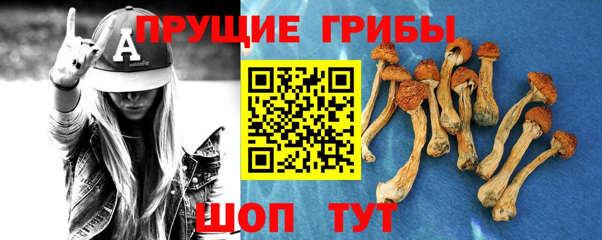 Псилоцибиновые грибы прущие грибы Курчалой